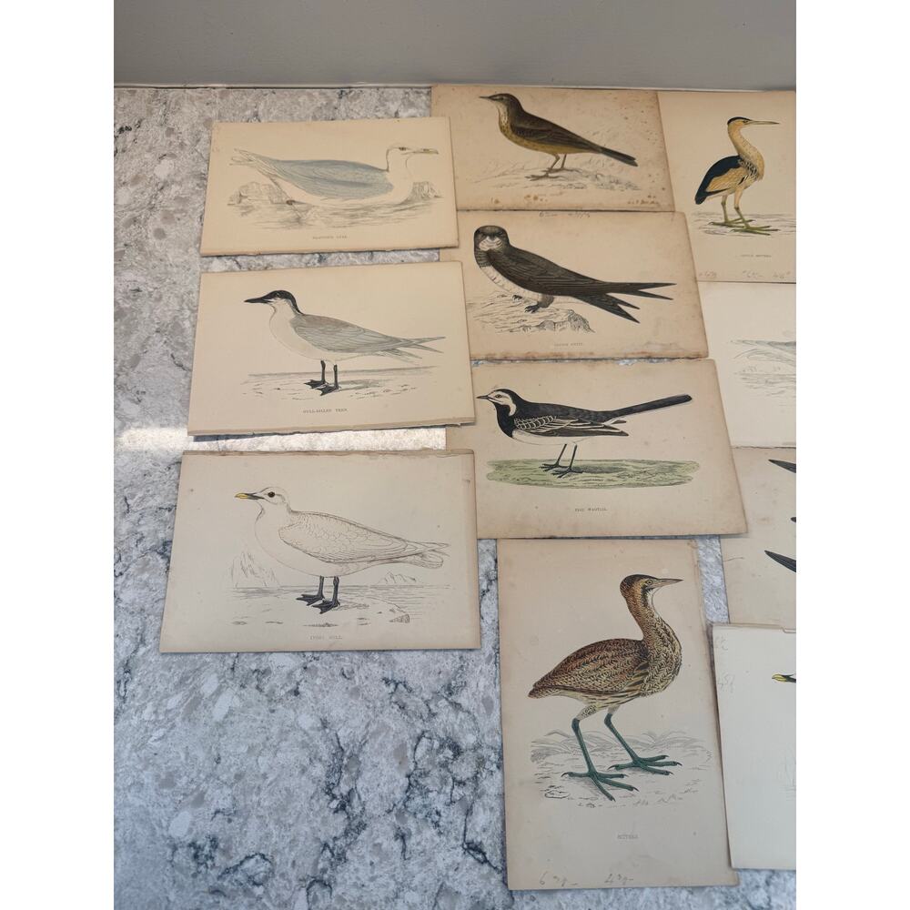 Collection of 15 Antique Ornithological & Natural History Prints Various Animals - Picture 2 of 13